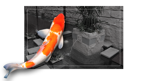 Koi Pond